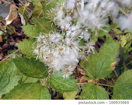 Kusabotan Seeds (11/9, Akita City) 100935669