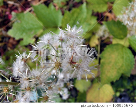 Kusabotan Seeds (11/9, Akita City) 100935670