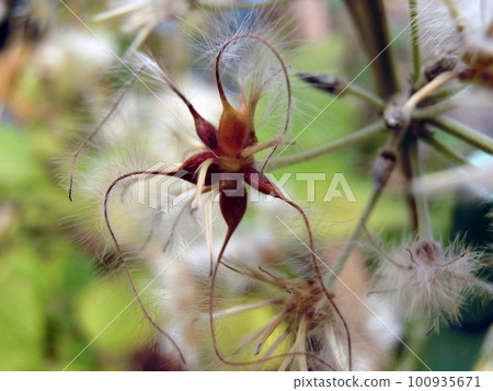 Kusabotan Seeds (11/9, Akita City) 100935671