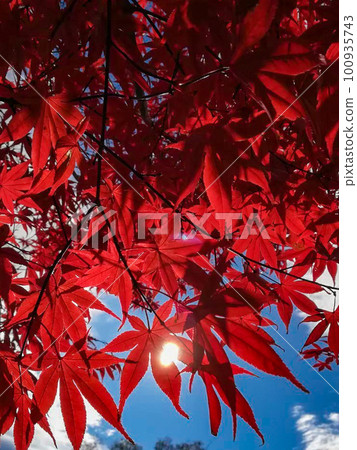red leaves and sun 100935743