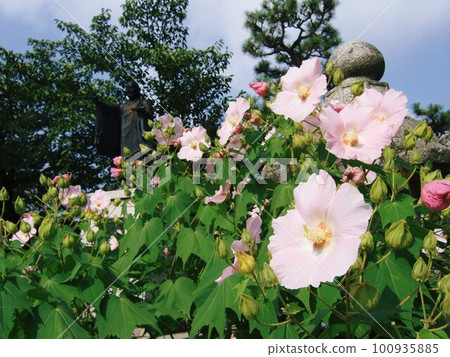 妙蓮寺芙蓉花盛開 妙蓮寺芙蓉花盛開 100935885