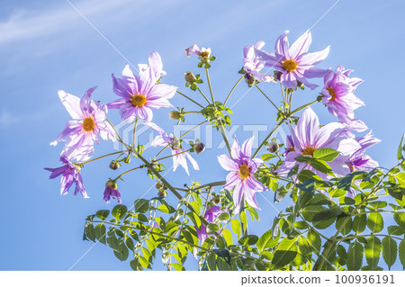 Looking up at Emperor Dahlia in the blue sky Looking up at Emperor Dahlia in the blue sky 100936191