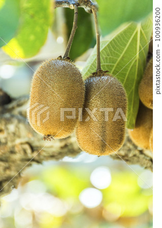 kiwi fruit with tree 100936200