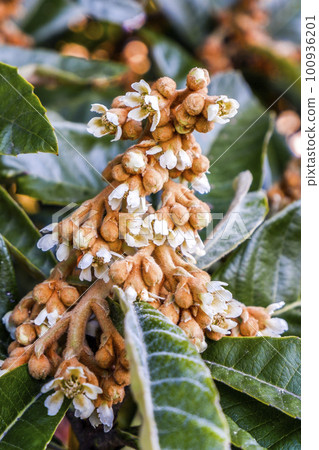 Loquat flowers beginning to bloom 100936201