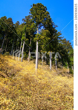 多賀之三又 100936635