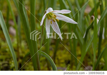 amana white flower 100936816