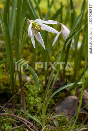 amana white flower 100936817