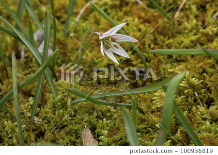 amana white flower 100936819