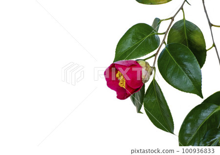 白色背景中盛開的山茶花紅色花朵 100936833