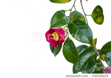 Red flowers of Camellia japonica blooming on a white background Red flowers of Camellia japonica blooming on a white background 100936834