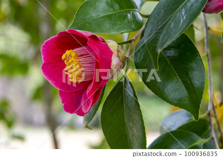 Red flower of camellia Red flower of camellia 100936835