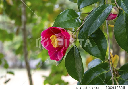 Red flower of camellia Red flower of camellia 100936836