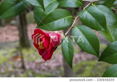 山茶花的紅色花 100936839