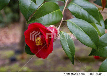 山茶花的紅色花 100936840
