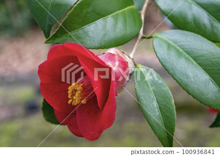 山茶花的紅色花 山茶花的紅色花 100936841
