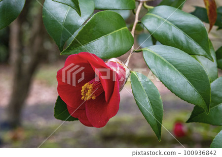 Red flower of camellia Red flower of camellia 100936842