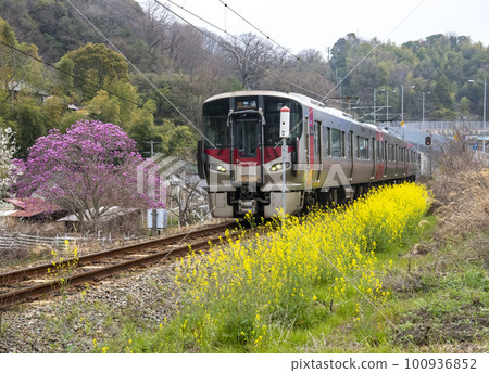 開滿玉蘭和黃色花朵的吳線列車 100936852