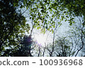 sun shining through the forest 100936968