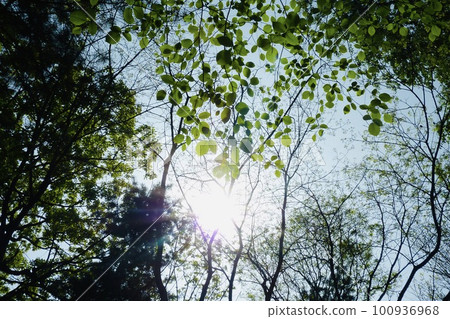 sun shining through the forest 100936968
