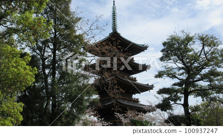 [Cherry blossoms] Scenery of cherry blossoms in Ueno, Tokyo Part03 100937247