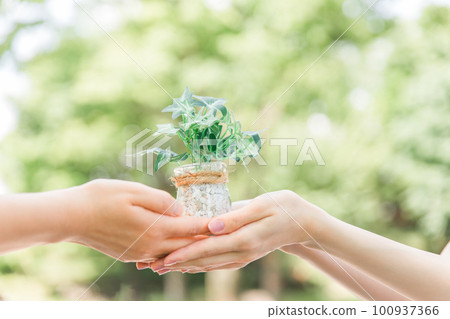 Hands holding plants/green leaves (SDGs/global environment) Hands holding plants/green leaves (SDGs/global environment) 100937366