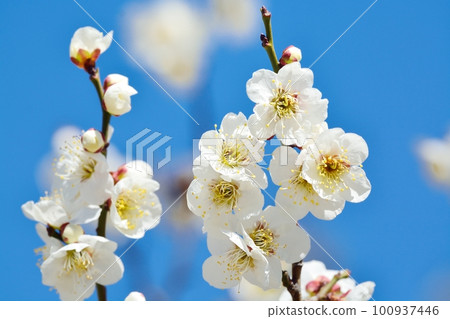 白梅花 100937446