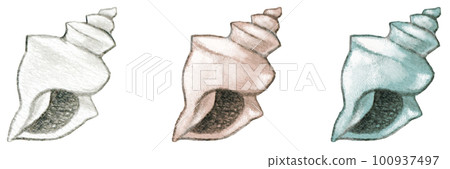 Cute conch shell colored pencil drawing one point set 100937497