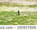 Landscape with magpie, back view 100937606