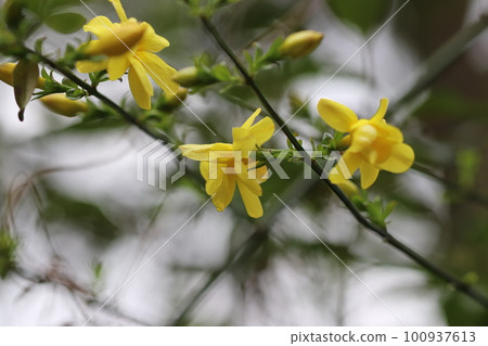 開年花,如藤蔓般綻放的歐白 開年花,如藤蔓般綻放的歐白 100937613