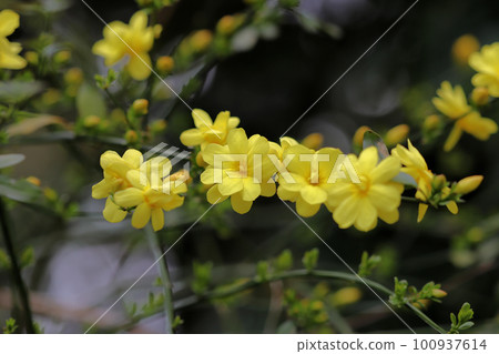 開年花，如藤蔓般綻放的歐白 100937614