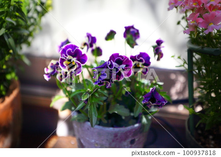 中提琴花 中提琴花 100937818