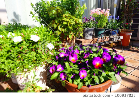 Flowers on the balcony 100937825