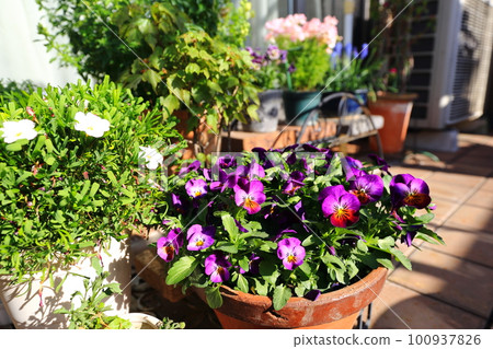Flowers on the balcony 100937826
