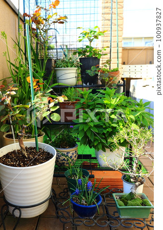 Veranda plants 100937827