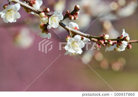 White plum blossoms 100937860