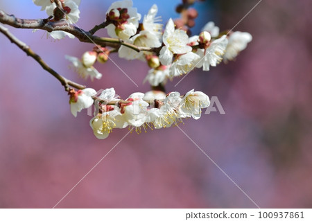 白梅花 白梅花 100937861