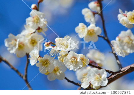 白梅花 白梅花 100937871