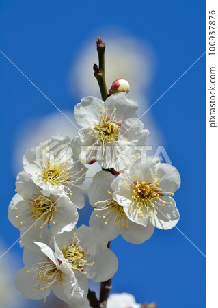 白梅花 白梅花 100937876