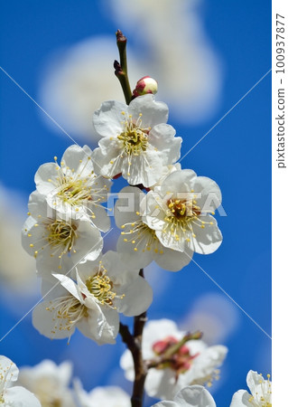 白梅花 白梅花 100937877