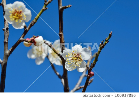 白梅花 100937886