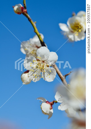 White plum blossoms 100937887
