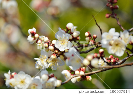 白梅花 白梅花 100937914