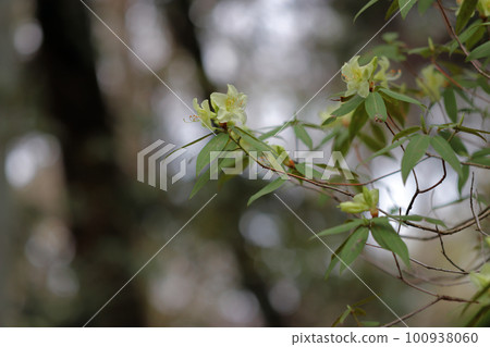 花的顏色是透明的米色日影杜鵑花 100938060