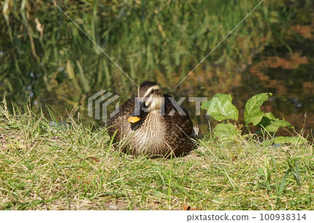 A duck sitting in the bushes of Hirosaki Park A duck sitting in the bushes of Hirosaki Park 100938314