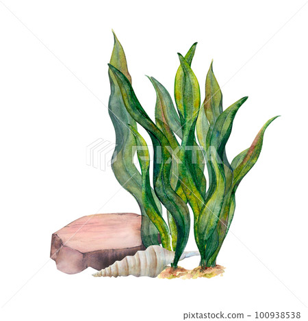 Watercolor drawn underwater set of ribbon algae, bottom pebble, cone shell on white background. Naturally curved leaves slightly moving and contrast to solid stone and seashell. For stickers, print  100938538