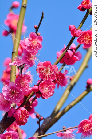 Red-bloom in full bloom Red-bloom in full bloom 100938613