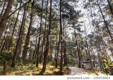 Pang Ung is a tourist attraction in Mae Hong Son, Northern Thailand with scenic alpine lake and pine trees. 100938803