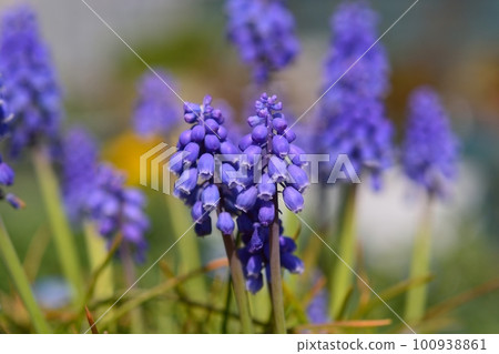 葡萄 葡萄 100938861