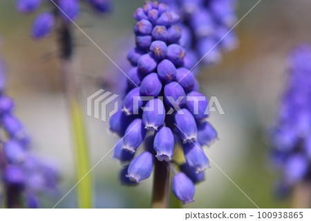 Muscari Muscari 100938865