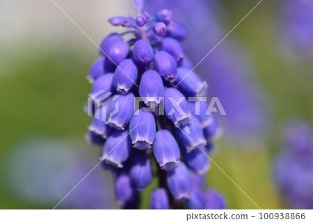 Muscari Muscari 100938866